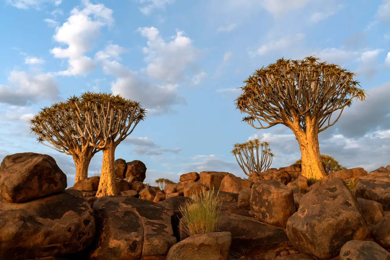 Quiver trees on a hill of dark boulders lit by warm evening sun, with blue sky and white clouds