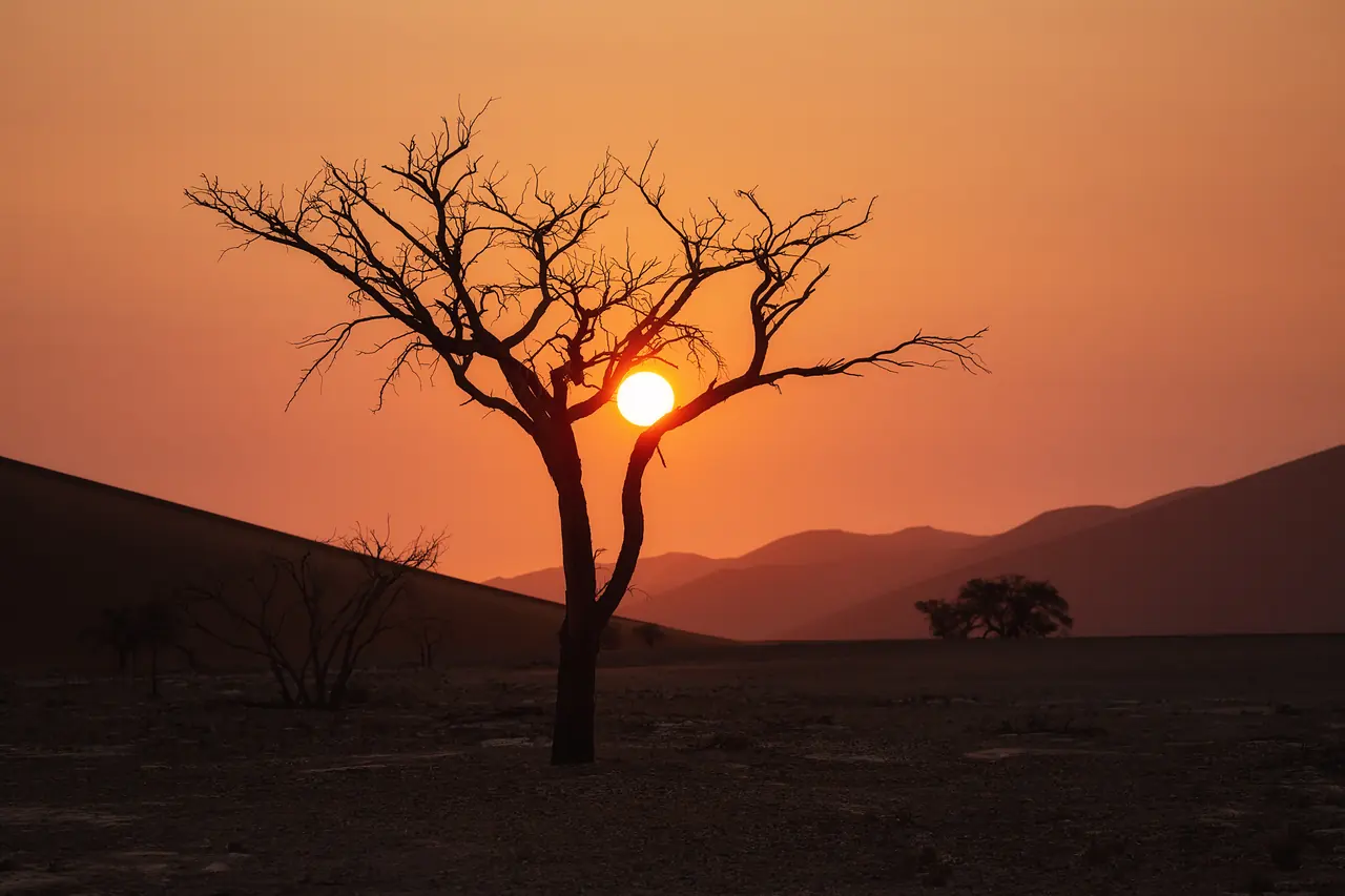 Silhouette of a bare acacia tree against a low, glowing sun in a hazy orange desert sky