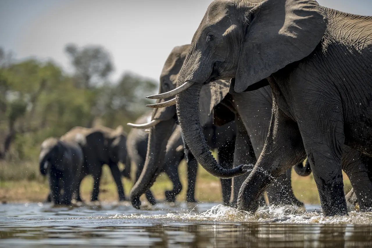 A herd of African elephants wading into shallow water to drink, the lead elephant close in the foreground